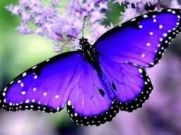 purple butterfly