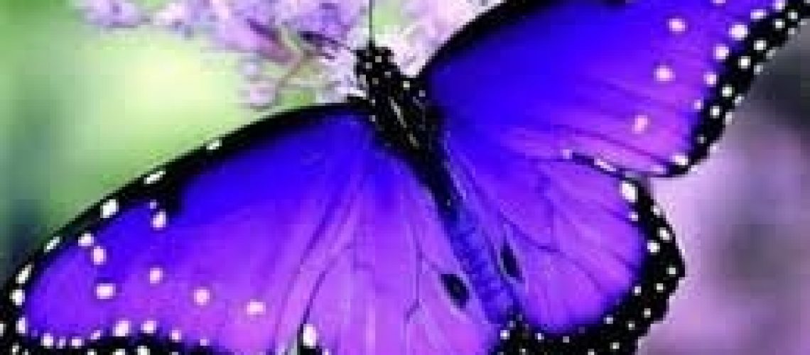 purple butterfly